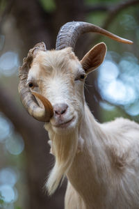 Close-up portrait of goat