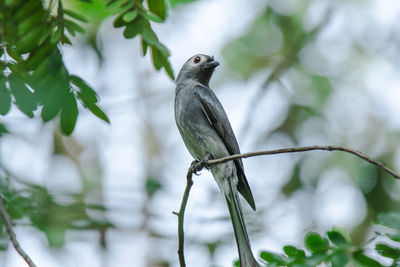 Bird perching on a branch