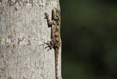 Close-up of lizard on tree trunk