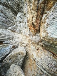 Full frame shot of tree trunk