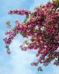 Low angle view of pink flowers against sky