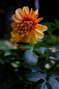 Close-up of yellow flowering plant