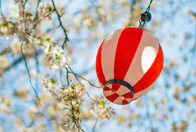 Lantern portrait with sakura japan matsuri