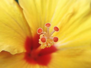 Close-up of yellow flower