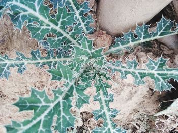 Full frame shot of green plants