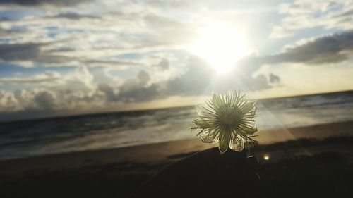 Close-up of dandelion on the beach