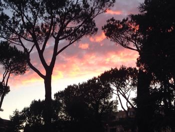 Trees at sunset