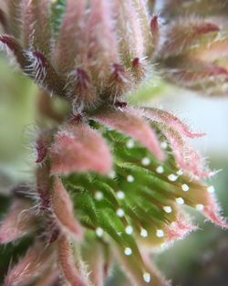 Close-up of flower plant