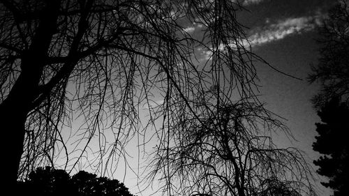 Low angle view of bare tree against sky