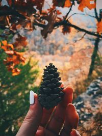 Cropped hand of woman holding pine cone against trees