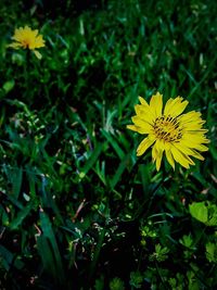 Close-up of yellow flowers blooming in field