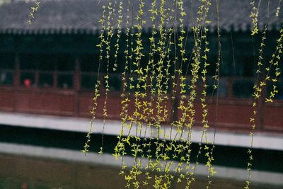 Close-up of flowers