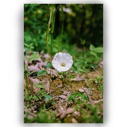 Close-up of flower blooming in park