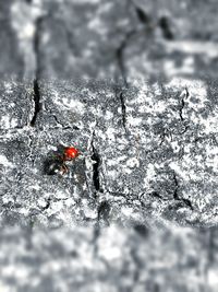 Close-up of ladybug on water