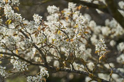 Close-up of cherry blossoms in spring