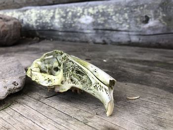 Close-up of lizard on wooden table