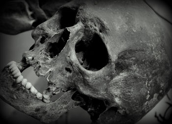 Close-up of human skull