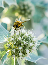 Close-up of bee on flower