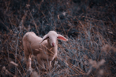 Lion in a field