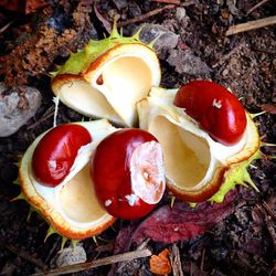 Close-up view of fruits