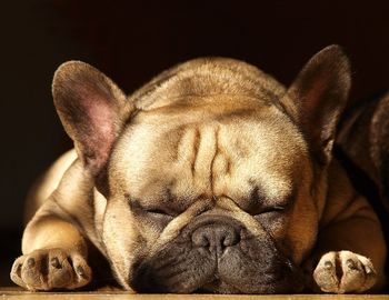 Close-up of sleeping dog