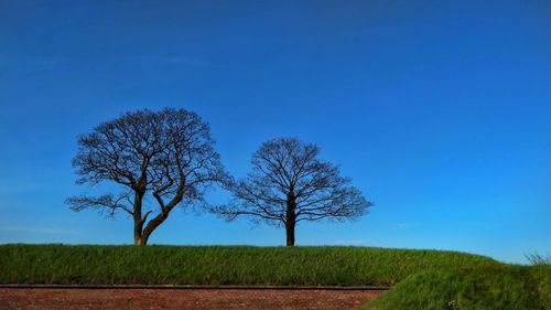 Bare trees by hedge against blue sky