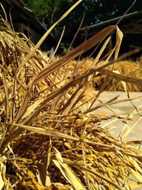 Close-up of wheat growing on field