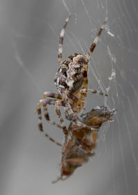 Macro shot of spider hunting prey on web