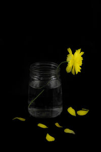 Close-up of yellow flower against black background