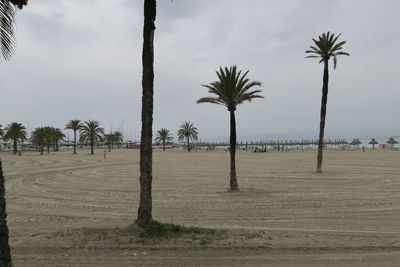 Palm trees on beach against sky