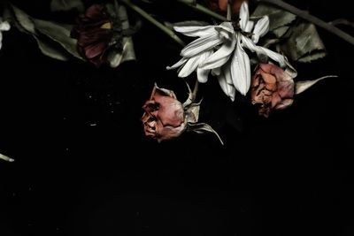 Close-up of roses against black background