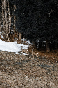 Deer walking on field