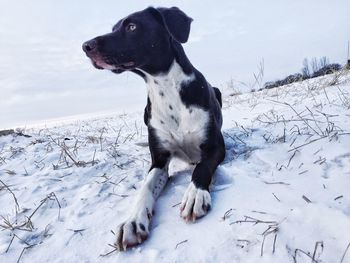 Dog sitting on snow covered field