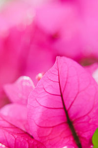 Close-up of pink rose flower