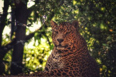 Cat relaxing on tree