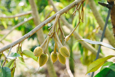 Close-up of fruit growing on tree