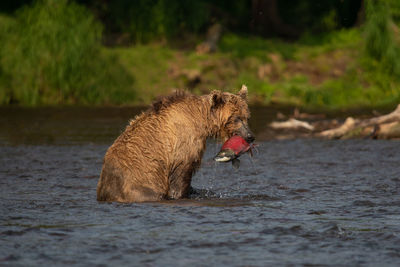 Brown bear with fish caught in lake