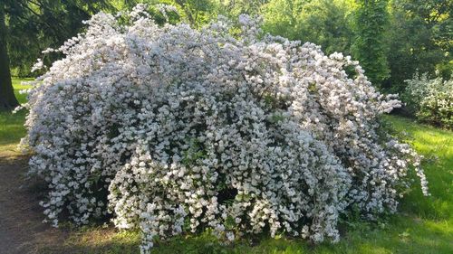 White flowers growing on tree