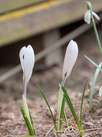 Close-up of white crocus flower on field