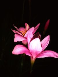 Close-up of flower blooming at night