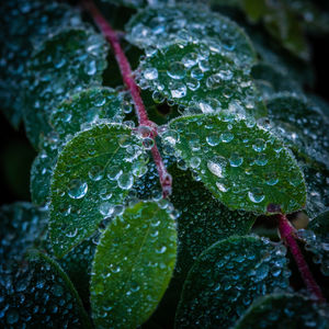 Close-up of wet leaves on plant during rainy season