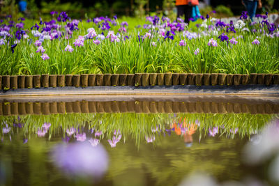 Purple flowering plants in lake