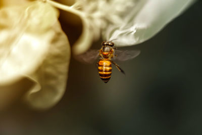 Close-up of bee pollinating flower