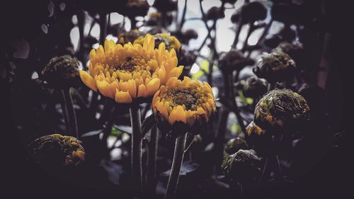 Close-up of yellow flowering plants