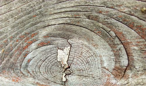 Full frame shot of tree stump