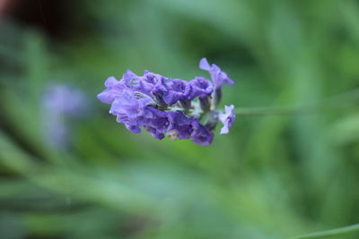 Close-up of purple flowering plant