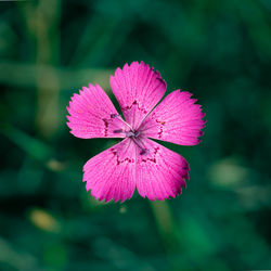 Close-up of pink flower