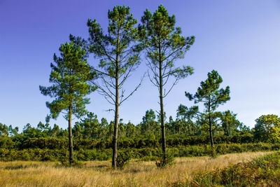 Trees on field against clear blue sky