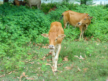 Cow standing in a field