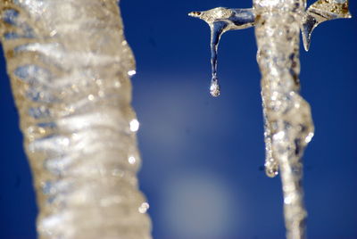 Close-up of icicles against clear sky during winter